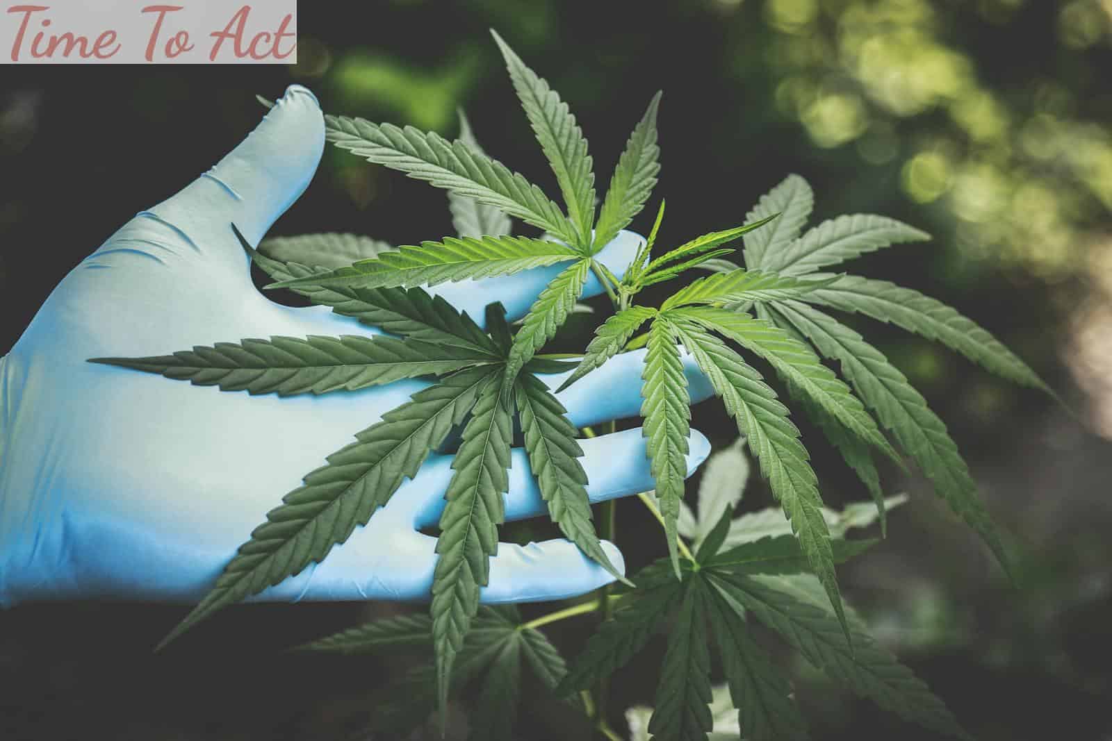 Top 3 CBD shops que envían a Francia