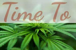 Top CBD shops que envían a Francia